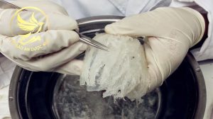 Cách bảo quản yến tươi đã nhặt lông